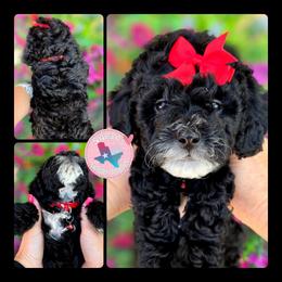 Bloom Red - Black and white female Bernedoodle puppy in Vernon, Texas from Sugarland's Texas Goldendoodles
