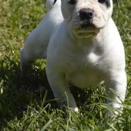 Girl 1 - American Bulldog puppy in Constantine, Michigan from EliAna Kennels