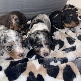 Dachshund Puppies from Dreaming of Dachshunds
