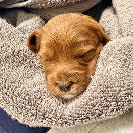 Cavapoo Puppies from Patriot Pups Cavapoos