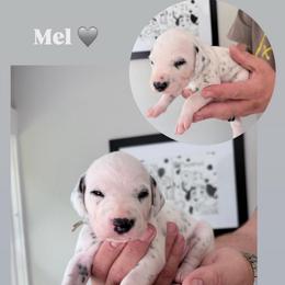 Mel - White and black male Dalmatian puppy in Chehalis, Washington from Dalmatian Vacation