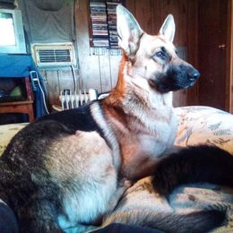 Shasta - German Shepherd