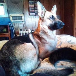 Shasta - German Shepherd