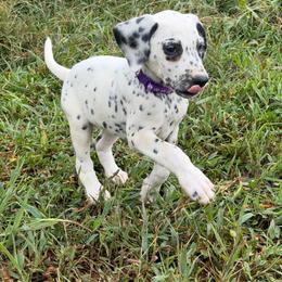 DEAF - siren - LUA - White and black female Dalmatian puppy in Sedalia, Missouri from Missouri Dalmatians