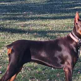 Doberman Pinschers from Little Dragon Dobermans