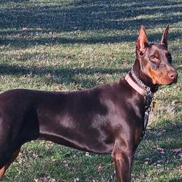 Doberman Pinschers from Little Dragon Dobermans