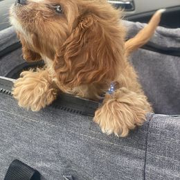 Cavapoo Puppies from Perfect Puppy Paws
