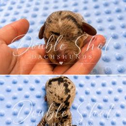 Blaze - Dapple male Dachshund puppy in Haughton, Louisiana from Double Shot Dachshunds