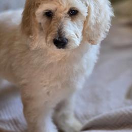 Duchess - Cream female Poodle puppy in Conroe, Texas from Pear house farm