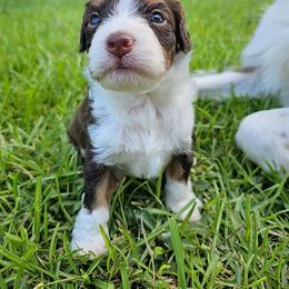 Shaggy - Red merle male Aussiedoodle puppy in Easley, South Carolina from Addy Greaton Farms