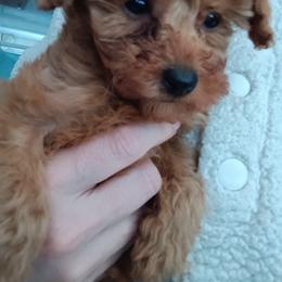 Gingerbread Cookie - Red  male Poodle puppy in Sandpoint, Idaho from Teddy Bear Toy Poodles