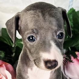 Poem - Blue female Italian Greyhound puppy in Cadwell, Georgia from All The DoDa Day Italian Greyhounds