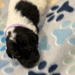 Goldendoodle and Poodle Puppies from Southern Stroll Poodles & Doodles