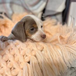 Trixie - Piebald female Dachshund puppy in Decatur, Mississippi from KP Dachshunds