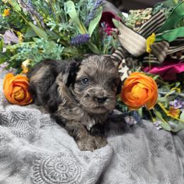 Romeo - Merle male Shihpoo puppy in Delphos, Ohio from Route 66 Poodles & Doodles, Sapphire Shih-tzu's of Ohio