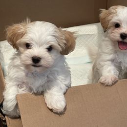 Matteo - Piebald male Morkie puppy in Bennettsville, South Carolina from Cottonwood Maltese
