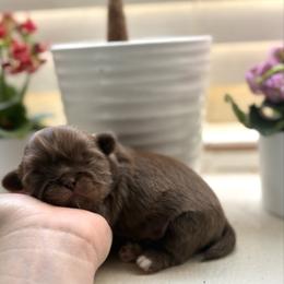 Stanley - Chocolate male Shih Tzu puppy in Las Vegas, Nevada from Vegas Shih Tzus