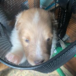 Wilma (Female 1) - White and sable merle female Shetland Sheepdog puppy in Chambersburg, Pennsylvania from Clark Kennel Shelties