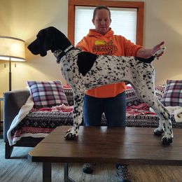 German Shorthaired Pointer Puppies from Sutheimer GSP'S