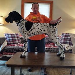 German Shorthaired Pointer Puppies from Sutheimer GSP'S