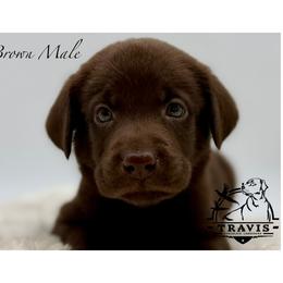 Brown - Chocolate male Labrador Retriever puppy in San Diego County, California from Travis’ Chocolate Labradors