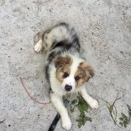 Australian Shepherd Puppies from Spirited Aussies