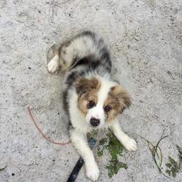Australian Shepherd Puppies from Spirited Aussies