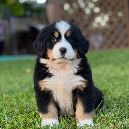 Addie 1 - Black rust and white female Bernese Mountain Dog puppy in Stone Creek, Ohio from Highland Meadows