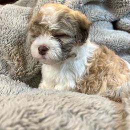 Theodore - Gold sable male Havanese puppy in Starr, South Carolina from Home with Havanese