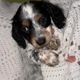 Boy 3 - Piebald male Dachshund puppy in Laurel, Mississippi from BB's Dotsies