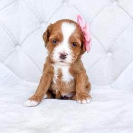 Roselle - Red  female Goldendoodle puppy in Sterling, Illinois from Charley's Goldendoodles