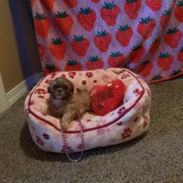 Raven - Chocolate female Shih Tzu puppy in Delta, Colorado from Wachowicz Shihtzu