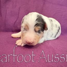 Girl 2 - Blue merle female Australian Shepherd puppy in Lowell, Indiana from Bearfoot Aussies and Tollers