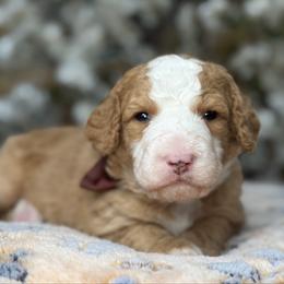 Brown-noah - Red male Bernedoodle puppy in Yuciapa, California from AlltheDoodlez_