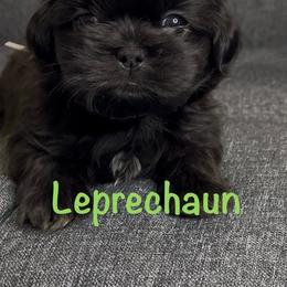 Leprechaun - Black male Shih Tzu puppy in Vernon, New Jersey from Calta’s Cute Shih Tzu