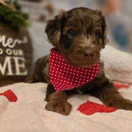 Billie - Red merle female Aussiedoodle puppy in Prescott Valley, Arizona from Ramirez Family Doodles