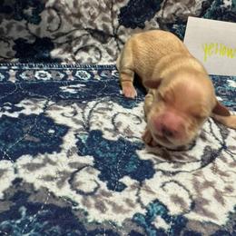 Yellow - Golden male Golden Retriever puppy in Wellington, Ohio from R & K Golden Acres LLC