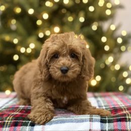 Boo - Red male Australian Labradoodle puppy in Calhoun, Louisiana from Arrowhead Australian Labradoodles