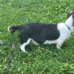 Penny - Dachshund