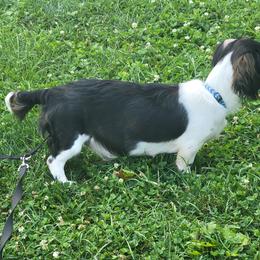 Penny - Dachshund