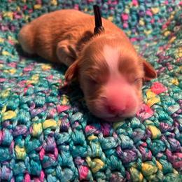Navy Boy - Red  male Goldendoodle puppy in Richmond, Kentucky from The Doting Doodle
