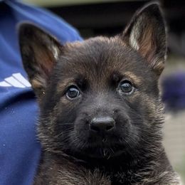 Yellow collar - Sable female German Shepherd puppy in Canterbury, Connecticut from Nachtwaechter German Shepherds, LLC