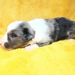 Buzz - Blue merle male Miniature Australian Shepherd puppy in Alabama from SBA Aussies