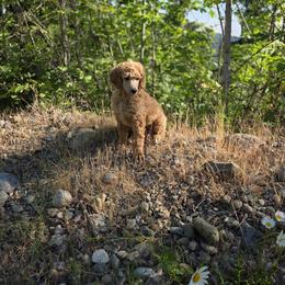 Red - Apricot female Poodle puppy in Orting, Washington from Coplar Creek Standard Poodles