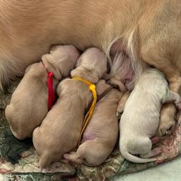 Yellow collar - Cream male Dachshund puppy in Pace, Florida from Shoebox Doxie’s
