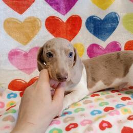 Boy 1 - Piebald male Dachshund puppy in Hudson, Michigan from Mittentail Kennel Miniature Dachshunds