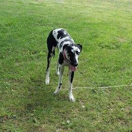 Great Danes from Lightfoot Danes