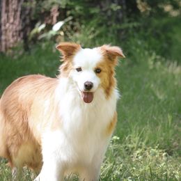 Cream - Border Collie