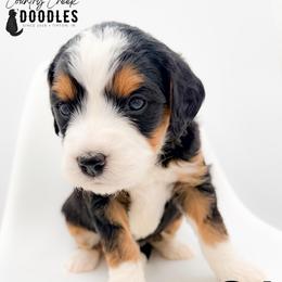 CJ - Tri-color male Bernedoodle puppy in Tipton, Indiana from Country Creek Doodles