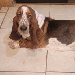 Basset Hounds from Smitty's Basset hounds of Jackson lake